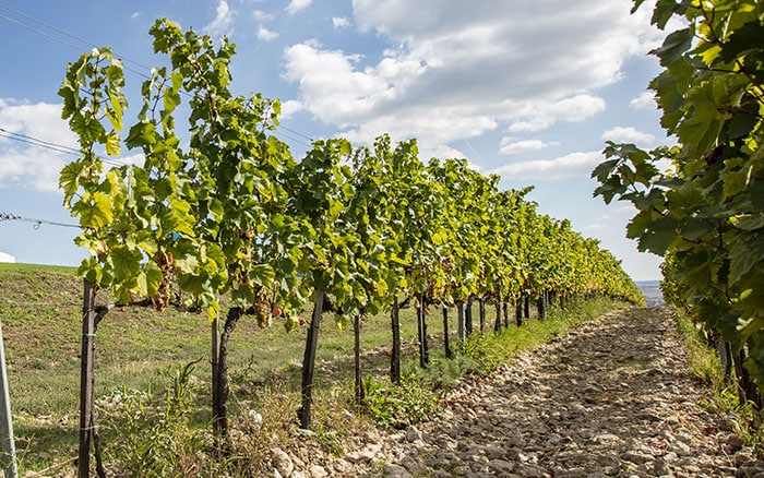 Grow your own by training fruit trees at home - David Domoney