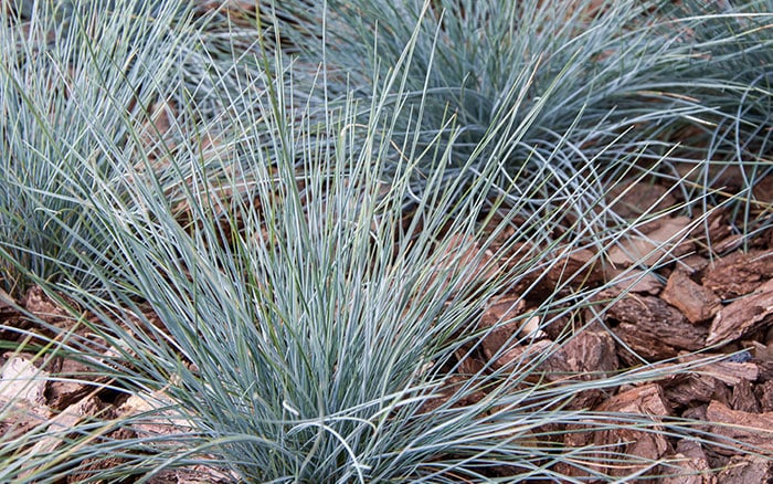 Top ten picks for ornamental grasses in your garden - David Domoney