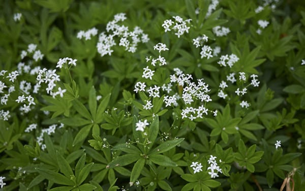 Top ten plants for ground cover in shade - David Domoney