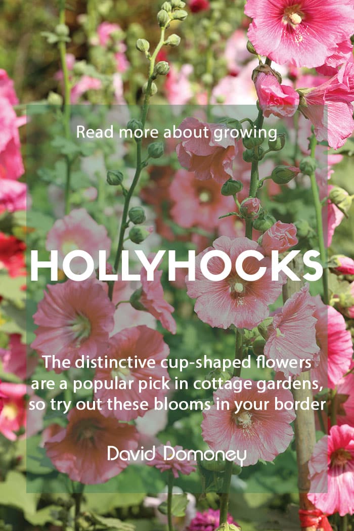 Growing hollyhocks in your garden