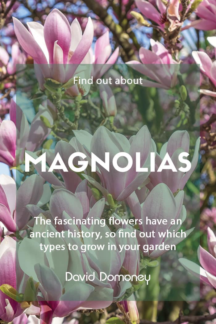 Growing magnolias in your garden