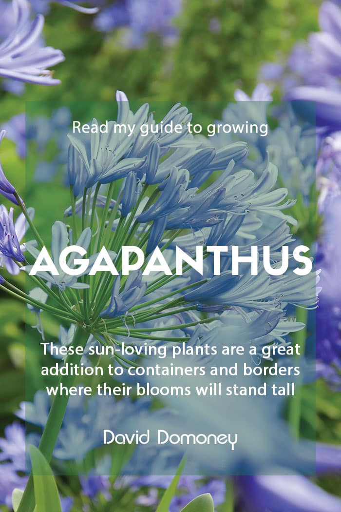 How to grow agapanthus