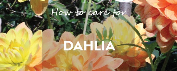 How to care for Dahlia