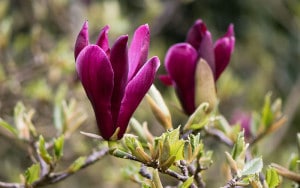 Lavender-sprigs-in-lemon-drink