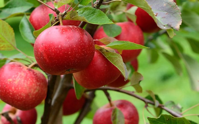 Top grow your own fruit for May - David Domoney