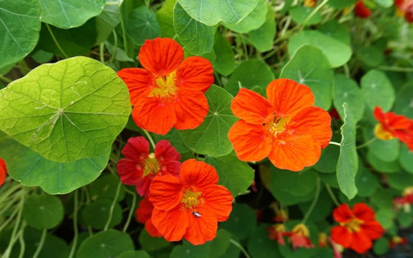 Companion planting in the veg garden - David Domoney