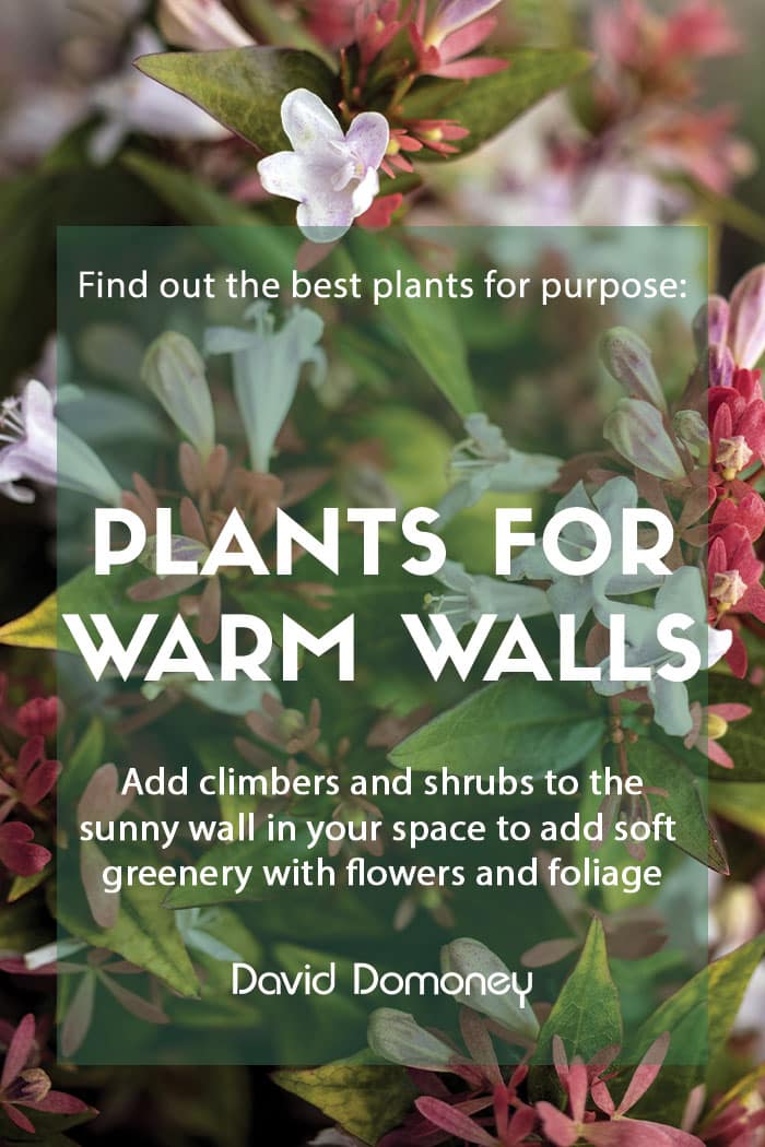 Plants for purpose Shrubs and climbers for warm walls