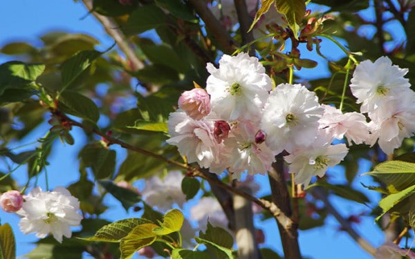 Top picks for spring blossom - David Domoney