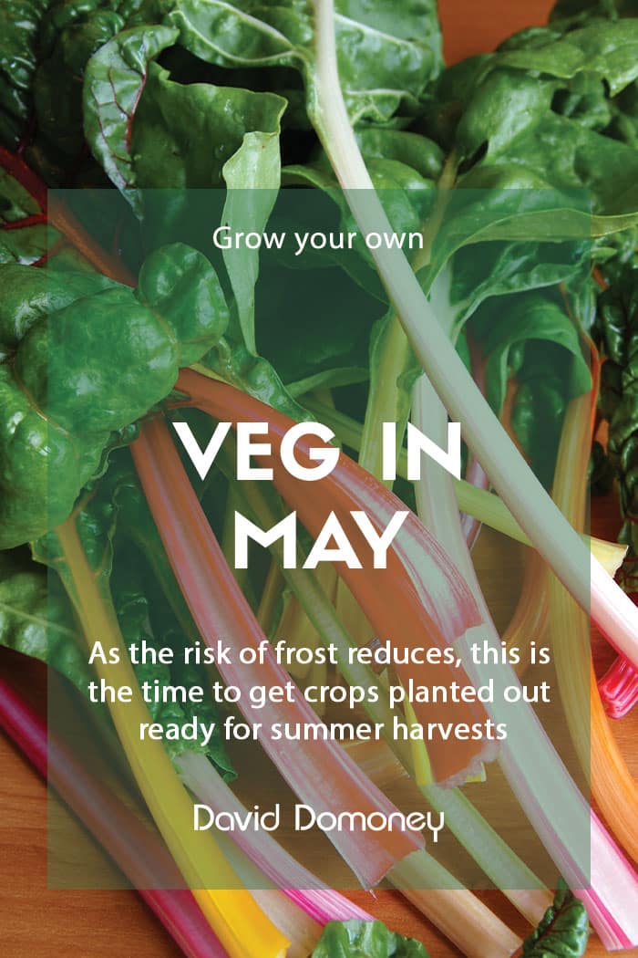 Top GYO veg to grow in May