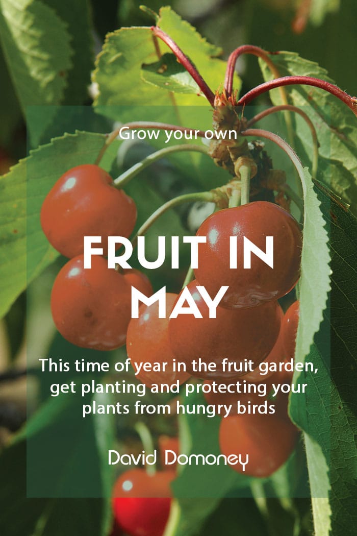 Top grow your own fruit in May