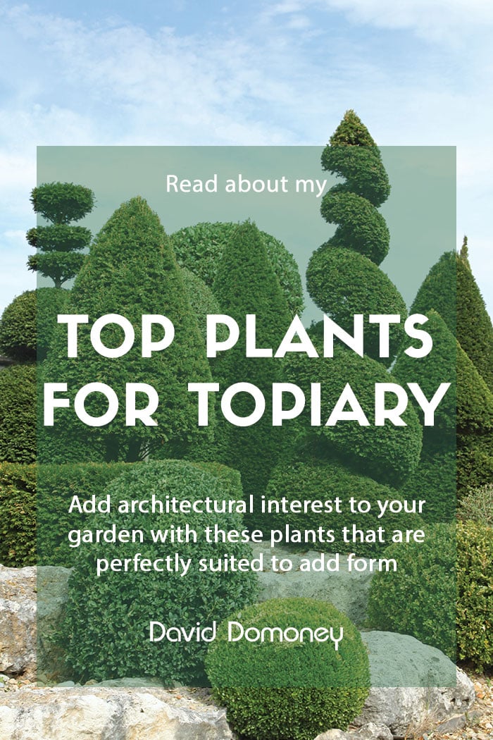 Top plants for topiary - feature image