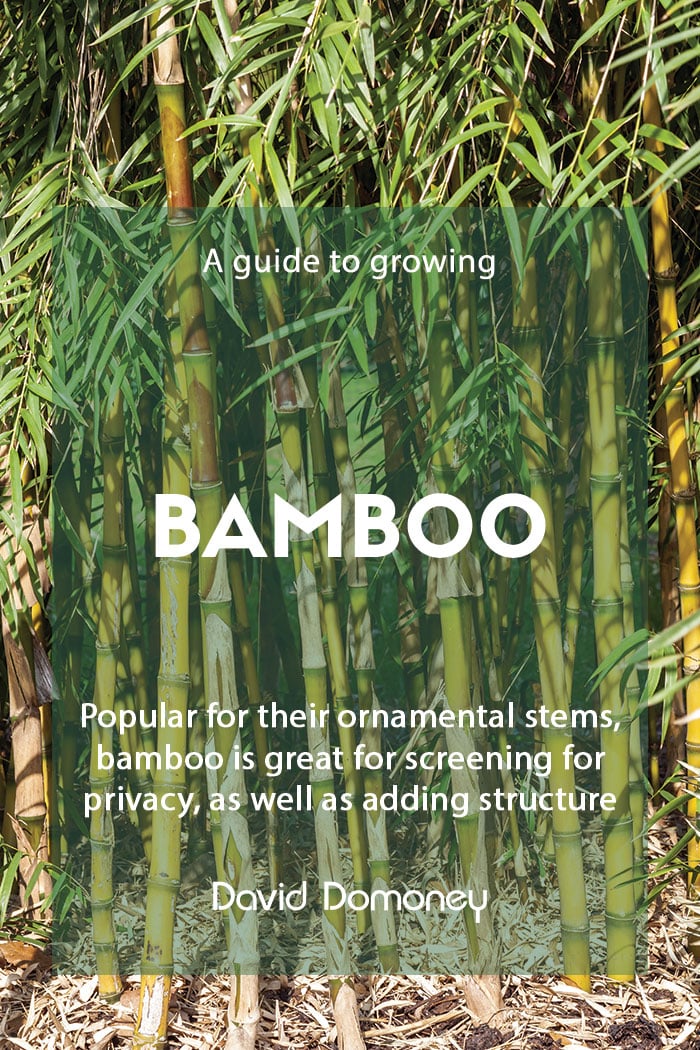 A guide to growing bamboo in the garden