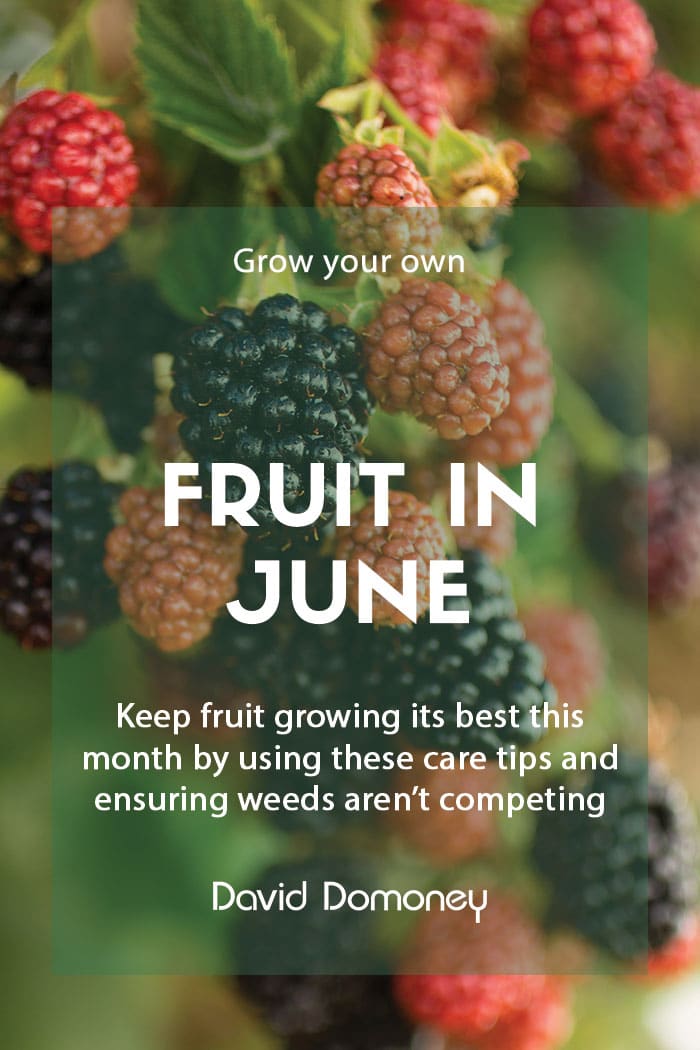 Grow your own fruit in June feature