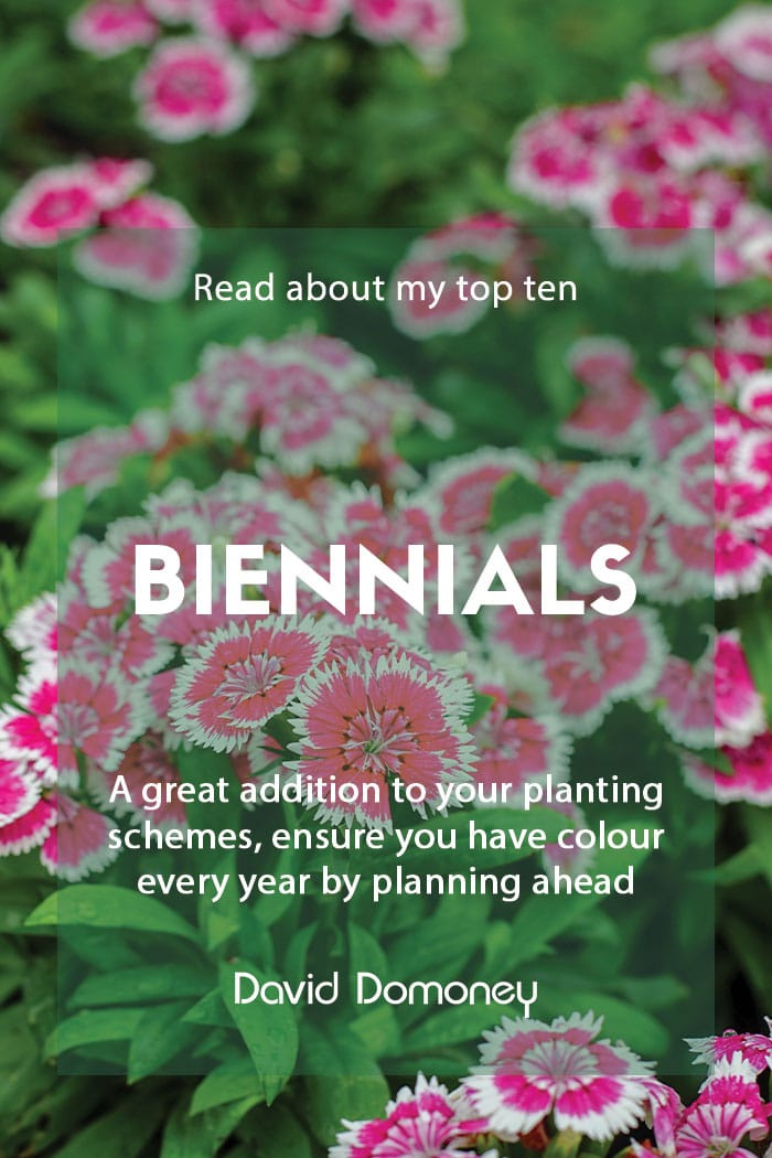 Top ten biennials to grow in your garden