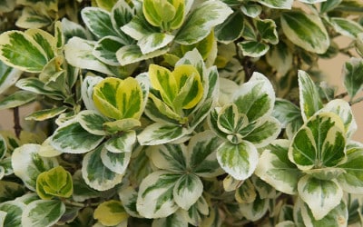 Top ten plants with variegated leaves - David Domoney