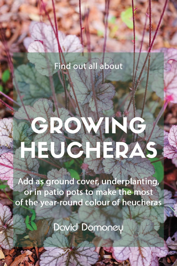 Growing heucheras