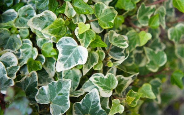 English ivy