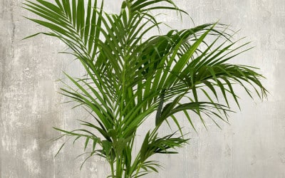 Top ten palm trees to grow in your garden and home - David Domoney