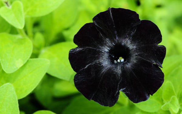 Plants to create a dark and dramatic planting scheme - David Domoney