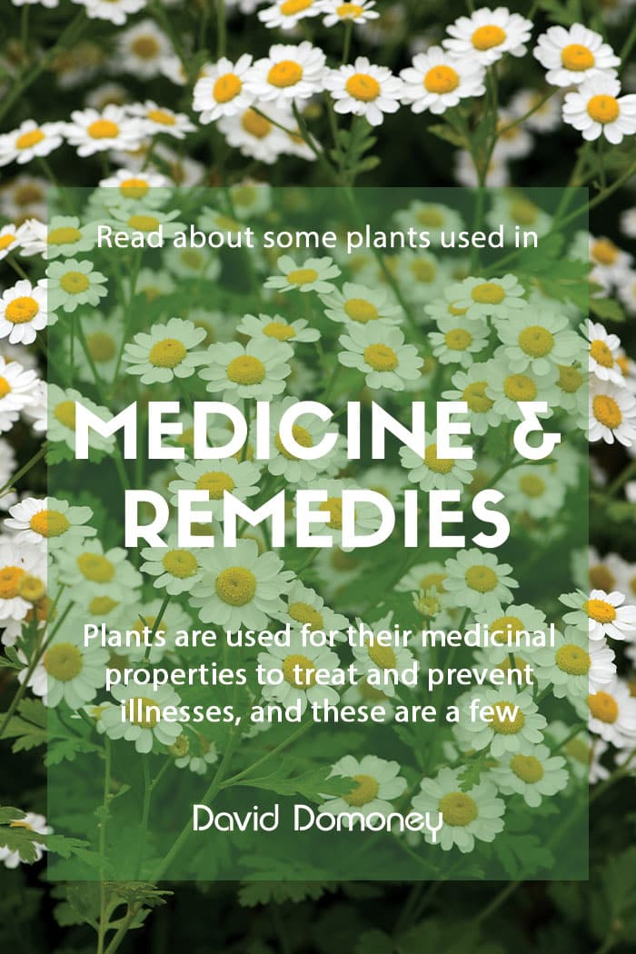 Plants used in drugs medicines and remedies