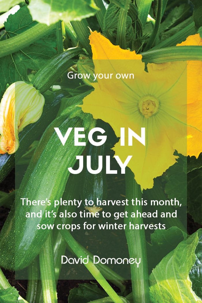 Top grow your own veg for July