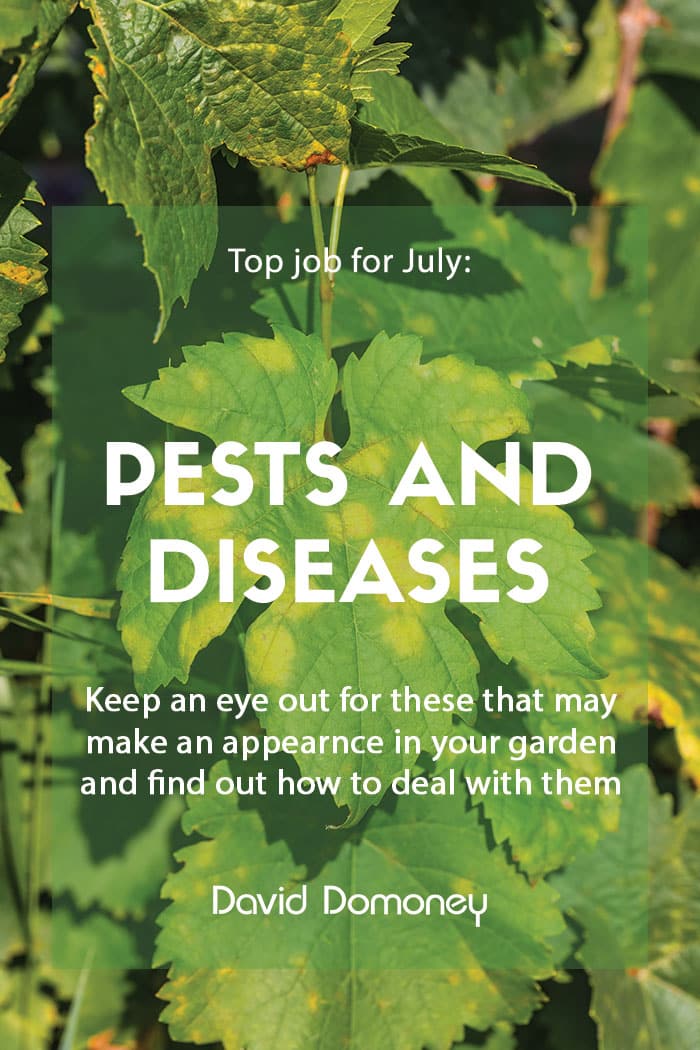 Top job for July - Pest and disease watch