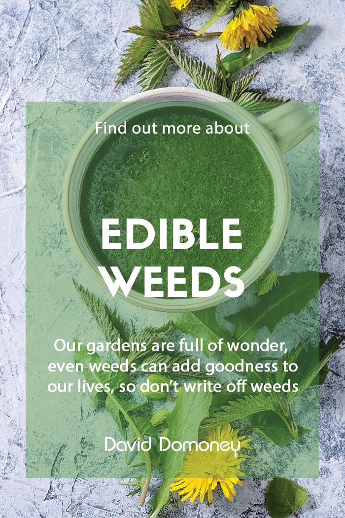 Edible weeds from your garden