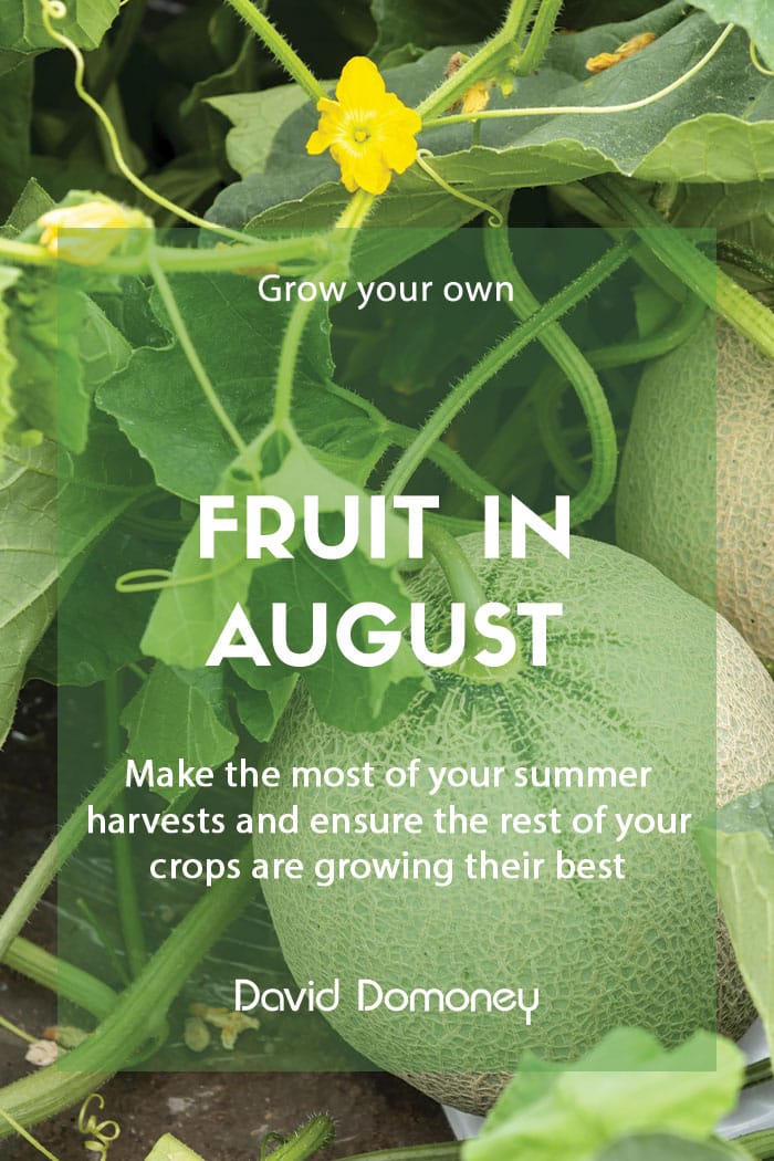 best fruit to grow in august