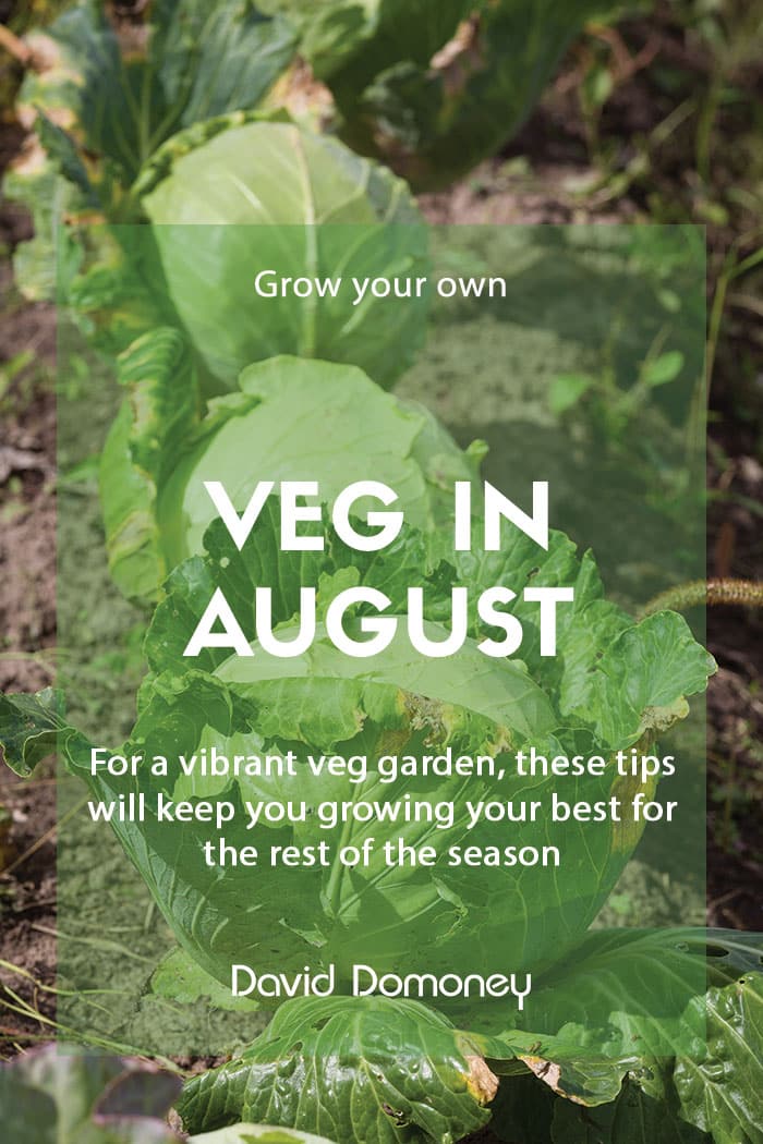 Top grow your own veg for August