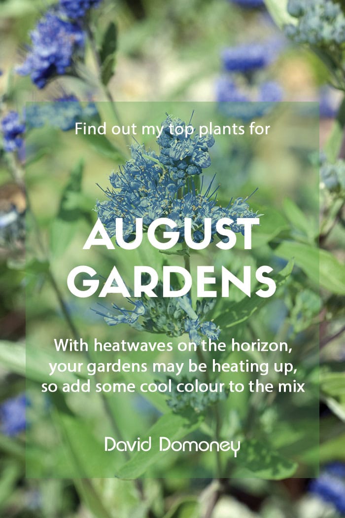 Top ten plants for August