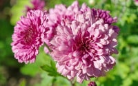 Top ten plants for September gardens - David Domoney