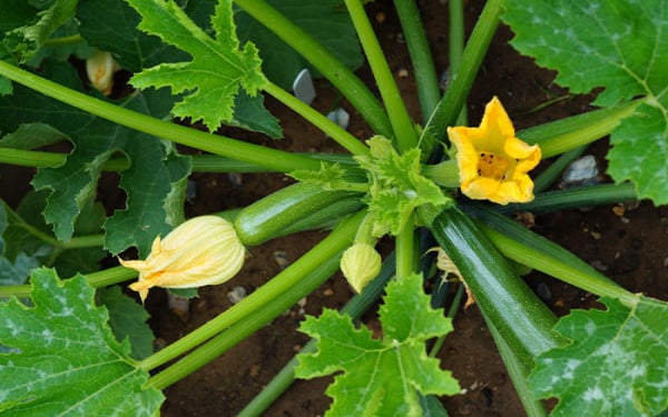 Using the Three Sisters gardening method in the garden - David Domoney