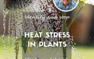 heat stress in plants feature