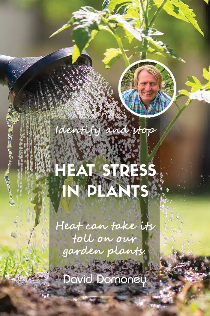 heat stress in plants feature