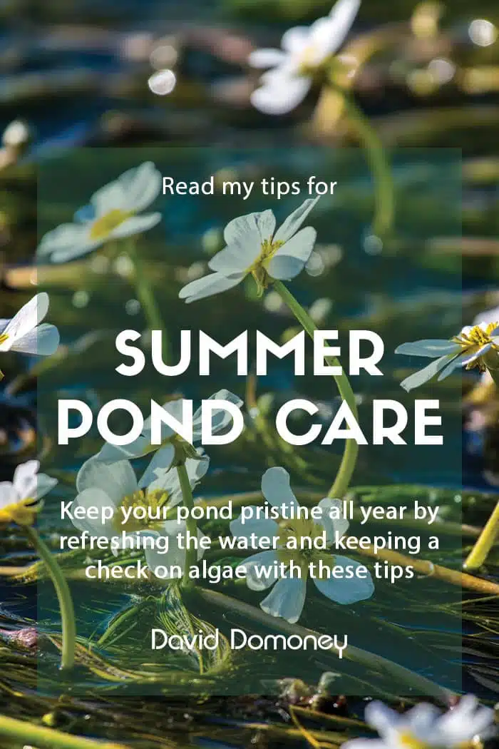 Summer pond care tips