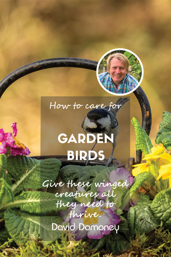 garden birds feature image