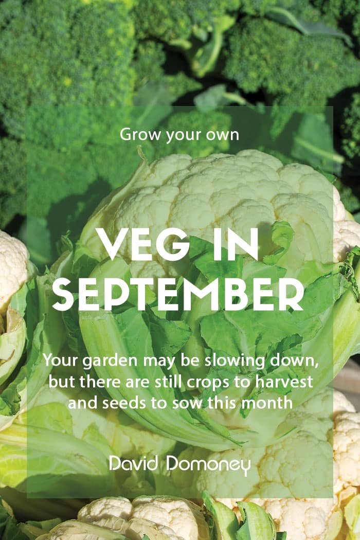 veg in september