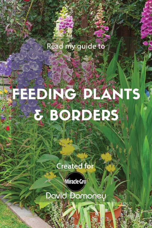 feeding plants and borders - feature image