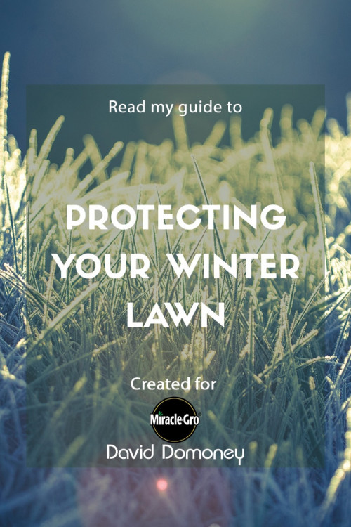 protecting your winter lawn - feature image