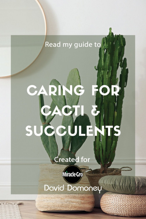 caring for cacti and succulents - miracle gro feature image