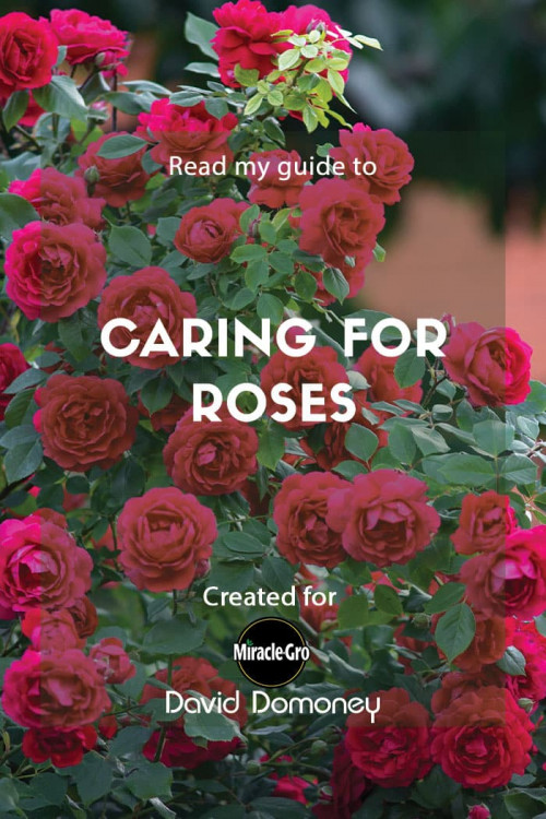 caring for roses - feature image