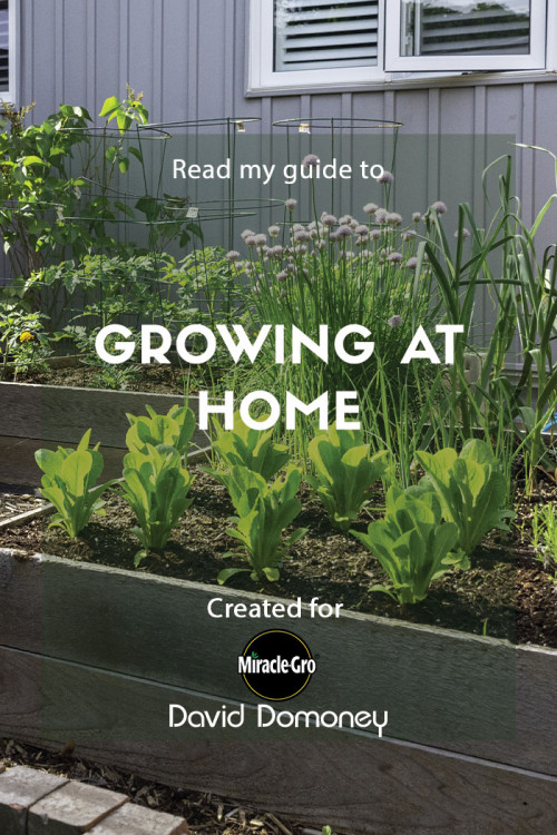 growing at home - feature image