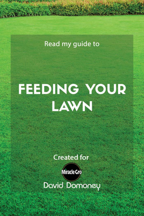 feeding your lawn - feature image