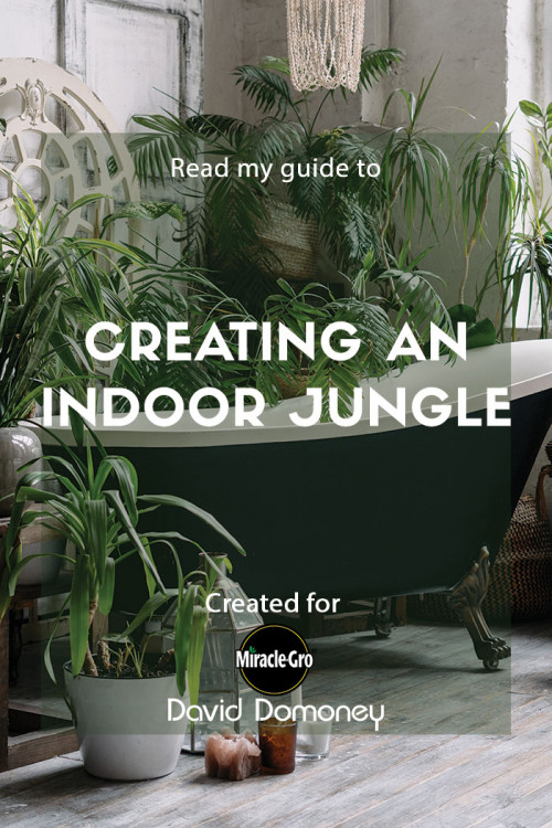 creating an indoor jungle - feature image