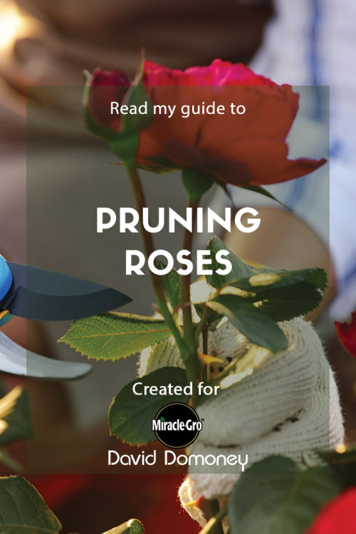 pruning roses - feature image