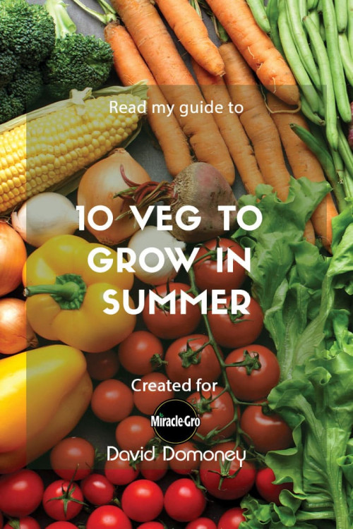 10 veg to grow in summer - feature image