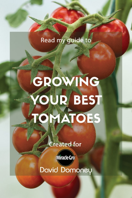 growing your best tomatoes - feature image