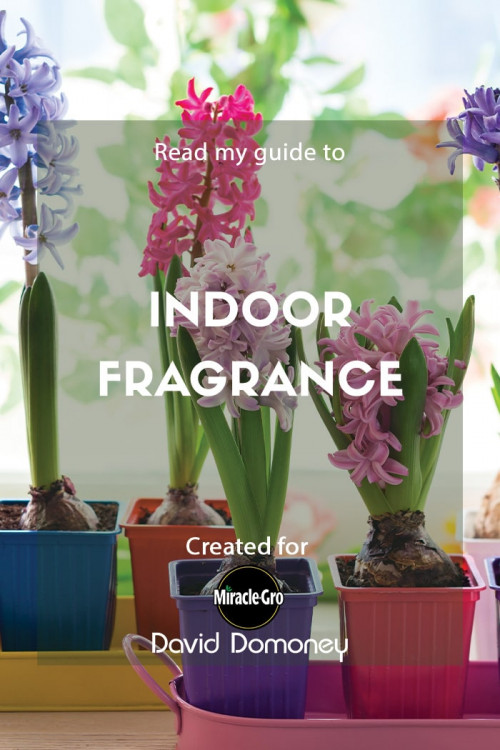 indoor fragrance - feature image