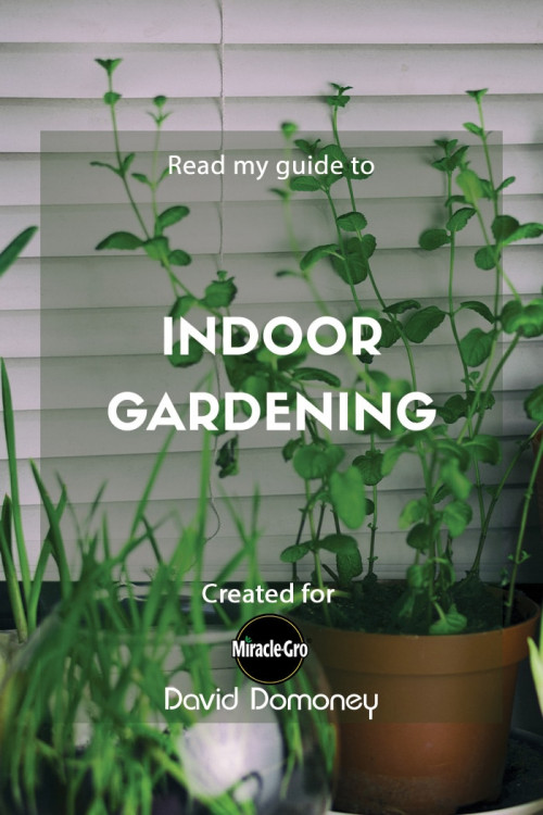 indoor gardening - feature image