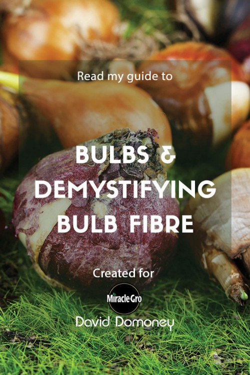 bulbs and demystifying bulb fibre - feature image